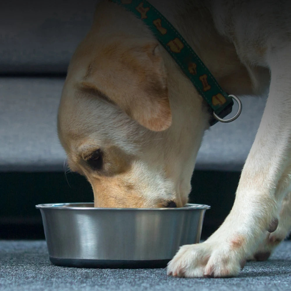 Multiple Sizes Metal Dog Bowls with Nonslip Silicone Bottom for Small to Large Dogs